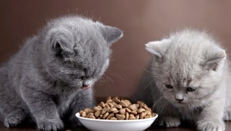 อาหารแห้งระดับพรีเมียมสำหรับลูกแมว