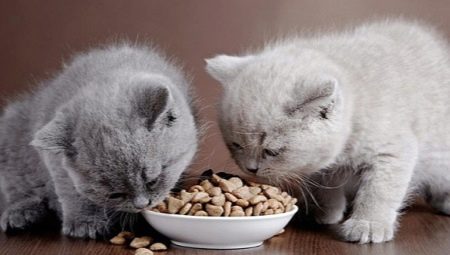 Tørrfôr for kattunger: tips for valg og bruksfunksjoner