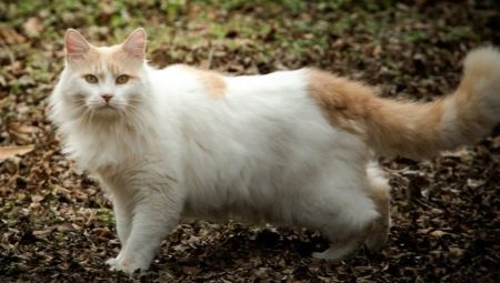รถตู้ตุรกี: คำอธิบายของสายพันธุ์ของแมว การบำรุงรักษาและการผสมพันธุ์