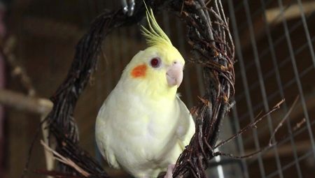 Stell og vedlikehold av en papegøye-cockatiel