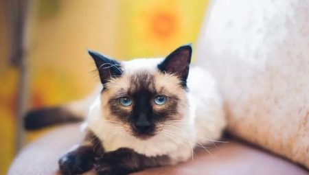 Barevné varianty pro thajské kočky