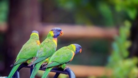 Tipos de papagaios de tamanho médio e regras para sua manutenção