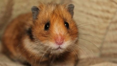 Alles, was Sie über Hamster wissen müssen