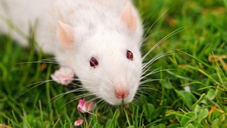 Alles, was Sie über Ratten wissen müssen