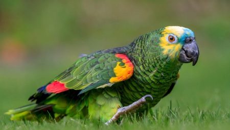 Amazon papağanları hakkında bilmeniz gereken her şey