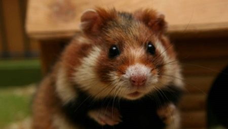 Lahat ng kailangan mong malaman tungkol sa Siberian hamster