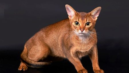 Viss, kas jums jāzina par Abisīnijas kaķiem un kaķiem