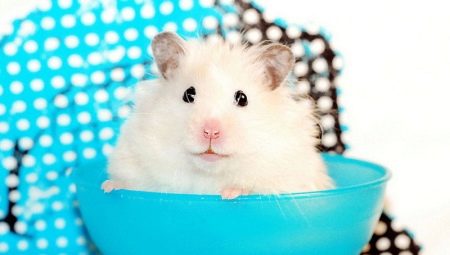 Tout sur les hamsters blancs