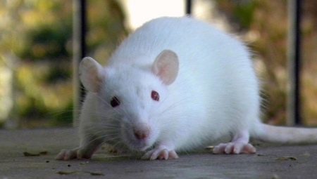 Vše o bílých krysách