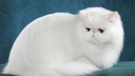 Všetko o bielych perzských mačkách a mačkách