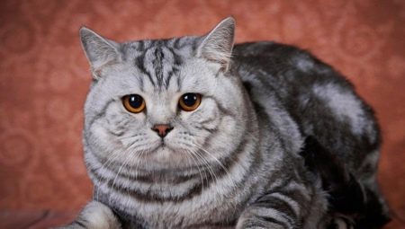 Lahat tungkol sa British marble cats