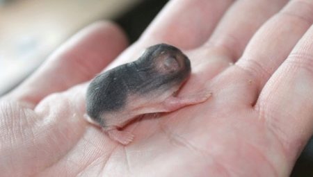 Semua tentang hamster yang baru lahir
