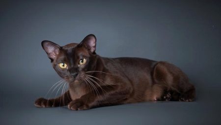 Lahat ng tungkol sa European Burmese cat breed