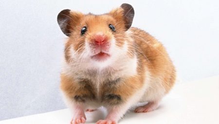 Suriye hamsteri hakkında her şey