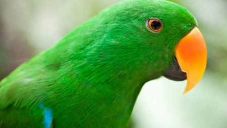 Vse o zelenih papagajih 