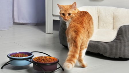 Alegerea hranei uscate pentru pisicile mai în vârstă