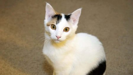 القطط اليابانية: الخصائص والاختيار وقواعد الرعاية