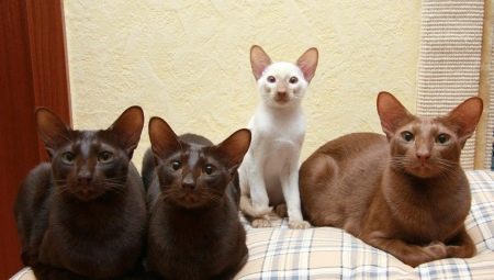 Kot jawajski: jak wygląda i jak się nim opiekować?