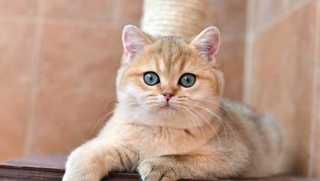 Gouden Britse chinchilla: beschrijving van katten, karaktereigenschappen en zorgregels
