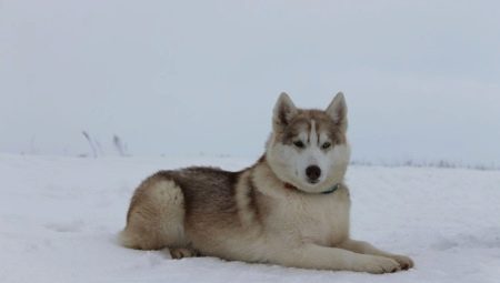 Husky d'Alaska : caractéristiques de la race et élevage