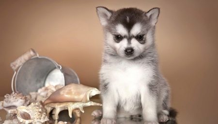 Аљашки Клее-Каи: опис расе и узгој