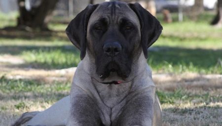 Amerikaanse Mastiff: rasbeschrijving en hondenverzorging
