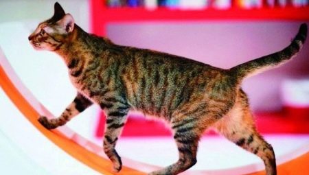 Treadmills for cats: selection and training