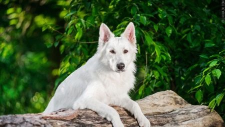 Baltais vācu aitu suns: funkcijas un saturs
