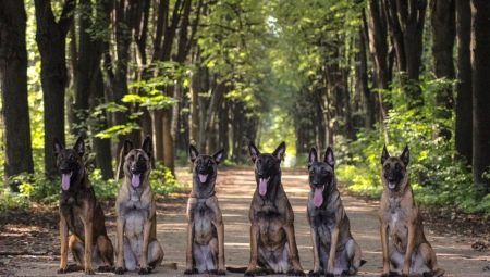 Anjing gembala Belgium: ciri, jenis dan kandungan