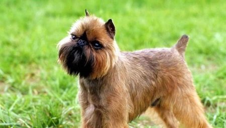 Belgų grifonas: šunų aprašymas ir jų turinys