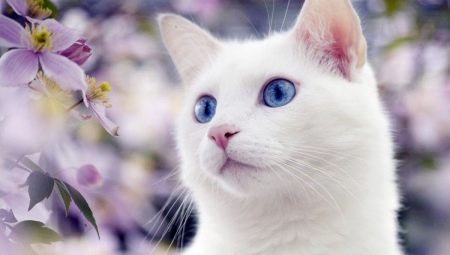 Biele mačky s modrými očami: sú hluché a aké sú?