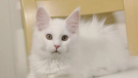 White Maine Coons: rysy barvy a obsahu
