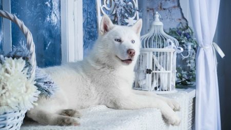 Husky alb: caracteristici de culoare și reguli de îngrijire