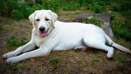 Fehér Labrador: leírás, tartalom és becenevek listája