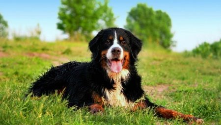 Бернско овчарско куче: описание на породата и отглеждане