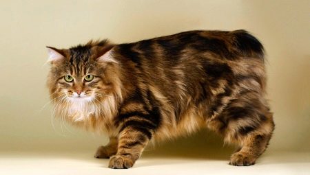 Mačke bez repa: popularne pasmine i pravila za njihovo držanje