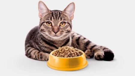 Hrana za mačke brez žit