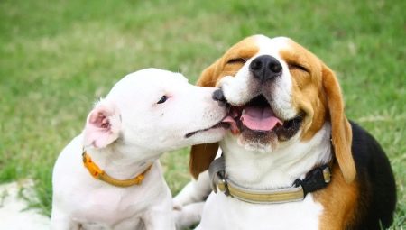Beagle lwn Jack Russell Terrier: Perbandingan Baka