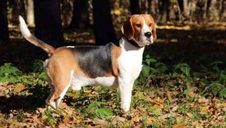 Beagle: mô tả giống và các đặc điểm chăm sóc