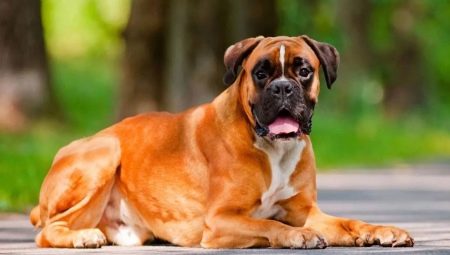 Boxers: history of dog breeds, temperament, best names and grooming features