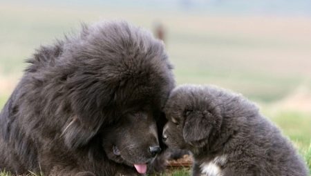 Grote pluizige honden: kenmerken, variëteiten, selectie en verzorging