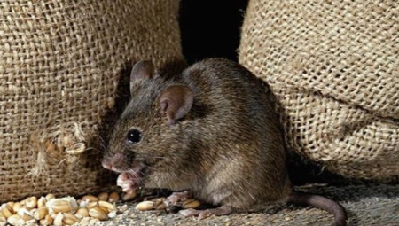 Strach z myší: popis nemoci a jak se jí zbavit