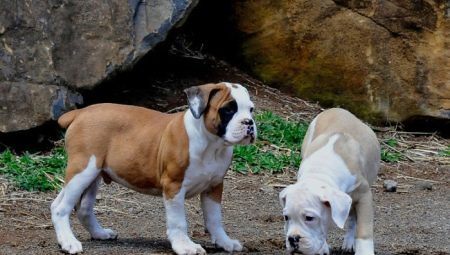 Bulldog Brazil: Mọi thứ bạn cần biết về giống chó