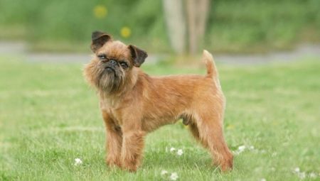 Брюкселски белоглав: характеристики на кучета и отглеждане