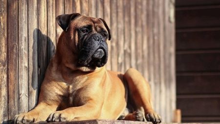 Bullmastiff: características de la raza de perros y crecimiento.