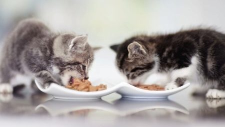 Apa dan bagaimana untuk memberi makan anak kucing?