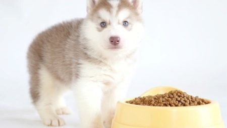 Bagaimana dan bagaimana untuk memberi makan anak anjing husky?