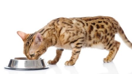 Wie füttere ich ein Bengal-Kätzchen und eine erwachsene Katze?