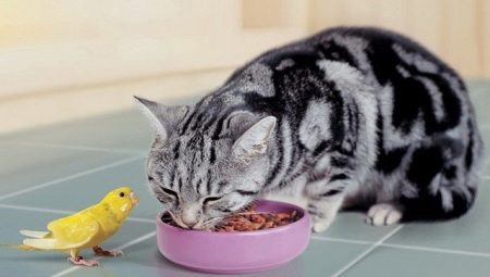 Cosa dare da mangiare a un gatto etero scozzese?