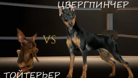 Care este diferența dintre un pinscher și un terrier de jucărie?